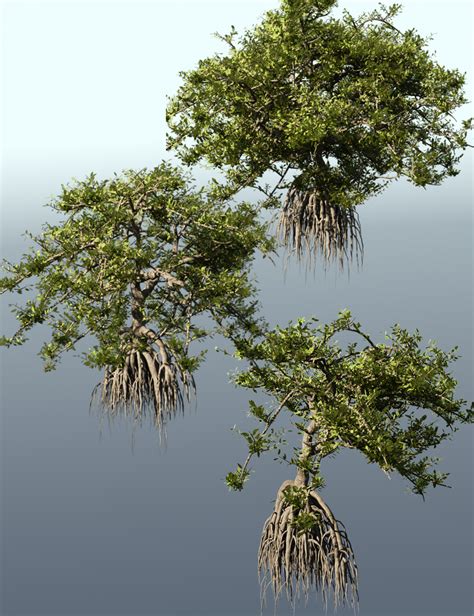 Mangrove Trees, Roots and Bushes for Iray | Daz 3D