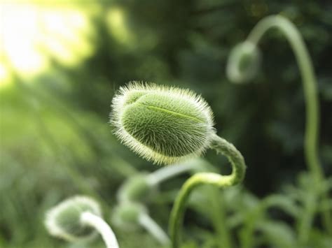 red-weed, free photo files, #1247003 - FreeImages.com