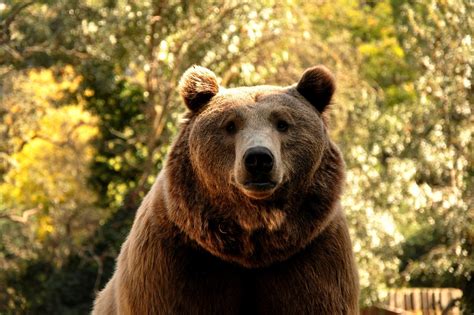 Bear Zoo The Beast - Free photo on Pixabay - Pixabay