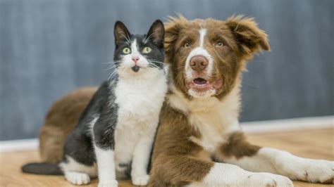 Nueva Ley Se Amplía La Protección De Los Animales En España