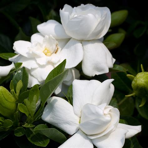 1 X Gardenia Jasminoides Cape Jasmine Healthy Ornamental Indoor Plant