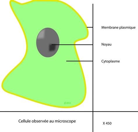 Schema Cellule 6eme