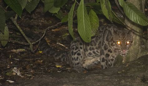 Mengenal Macan Dahan Kalimantan, Kucing liar terbesar di Kalimantan ...