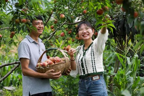 贵州黔西：桃子丰收 助农增收 人民图片网