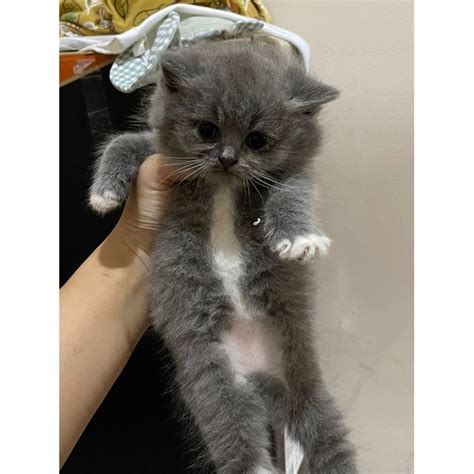 Jual Kucing British Shorthair Kucing Bsh Kitten British Shorthair