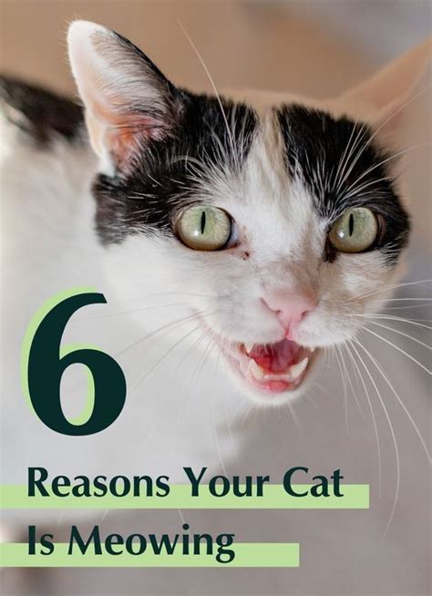 Reasons Your Cat Is Meowing So Much Artofit