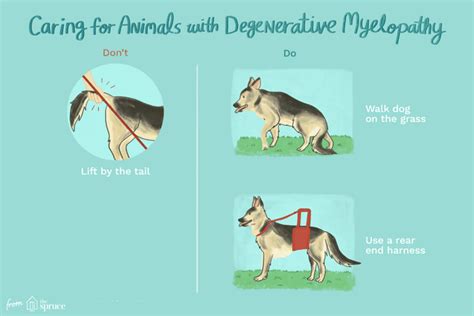 How To Treat Degenerative Myelopathy In Dogs