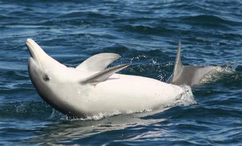 mating dolphins. - a photo on Flickriver