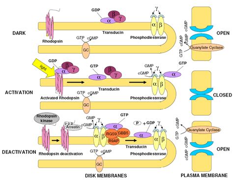 4 Phototransduction Cascade Adapted From Burns Et Al Beyond Counting Download Scientific