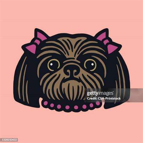 Shih Tzu Bow Photos And Premium High Res Pictures Getty Images