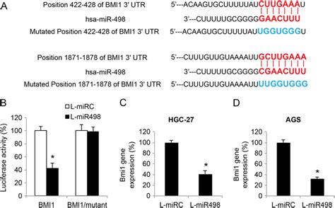 Mir Directly Targeted Bmi In Gastric Cancer Cells A Dna Sequence