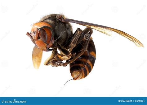 Japanese Giant Hornet Queen