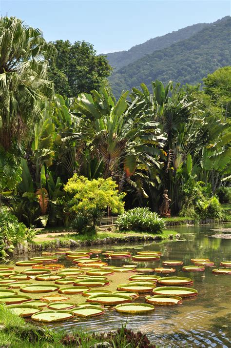 Jardim Botânico do Rio de Janeiro - história, fotos, atividades ...