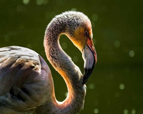 Are Blue Flamingos Real or Not? It's an Interesting Story