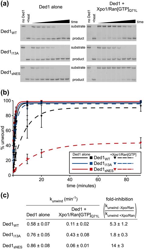 Xpo1 And Ran Gtp Reduce The Rna Unwinding Activity Of Ded1 A Rna