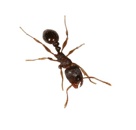 ant png transparent images png