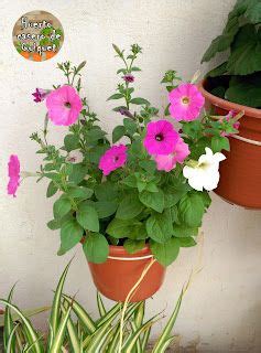 Huerto Casero De Quiquet Como Sembrar Petunias Cultivo De Flores