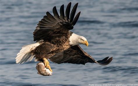 Interesting Facts About Eagles Just Fun Facts