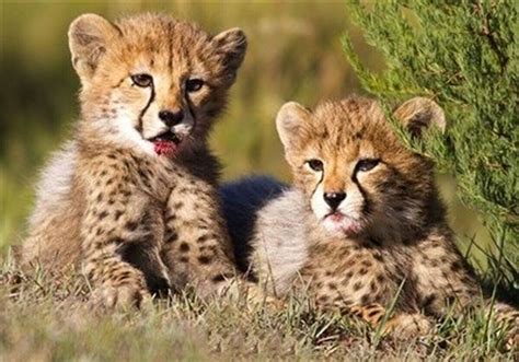 Two Cheetah Cubs Born In Iran’s Turan National Park - Iran Front Page