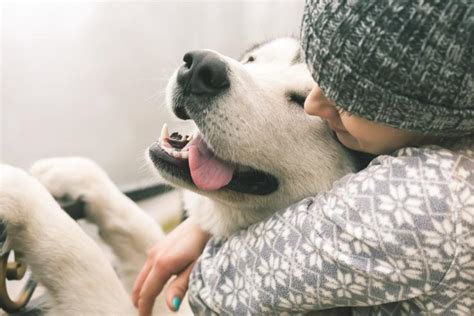 Los Perros Perciben Tus Sentimientos