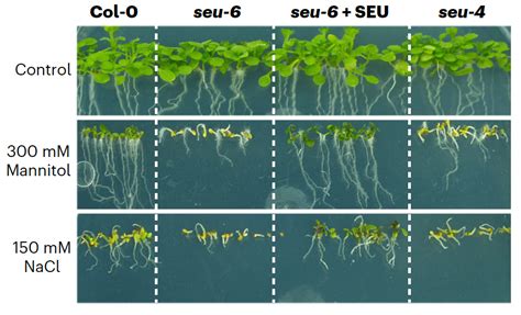 科学网—nature Chemical Biology：拟南芥seuss蛋白凝聚促进高渗胁迫耐受性 郝兆东的博文