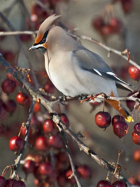 Bohemian Waxwing Bombycilla Garrulus Wild Birds Photography