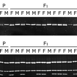 Phylogenetic Relationships And Sex Determination Mechanisms In Oryzias