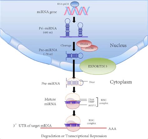 Microrna Biogenesis Microrna Mirna Genes Are Transcribed By Rna