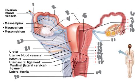 Isthmus Of Uterus