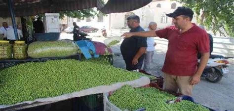 Kiliste yerli sofralık zeytin tezgahlarda yerini aldı