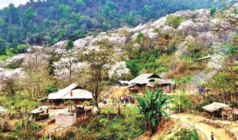 dam tham hoa ban
