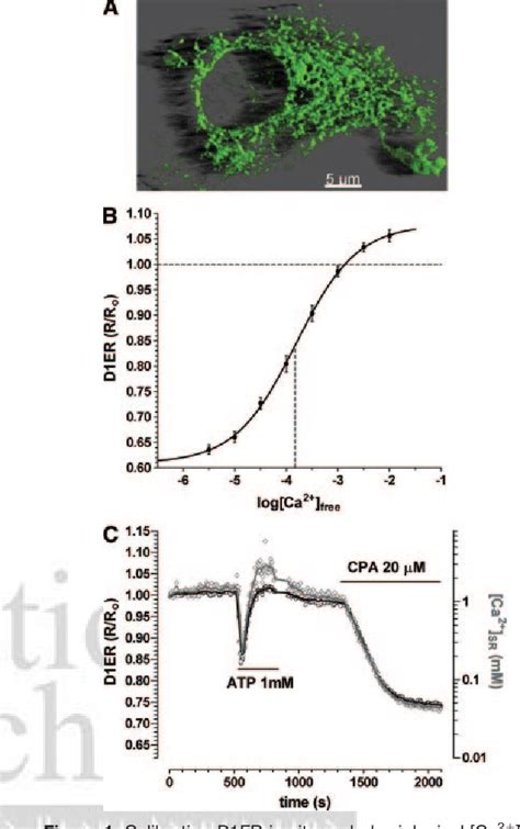 Figure 1 From Mitochondrial Regulation Of Sarcoplasmic Reticulum Ca2