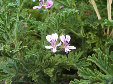 Pelargonium Graveolens (scented) - Malvarosa