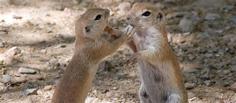 The Round-tailed Ground Squirrel | Critter Science