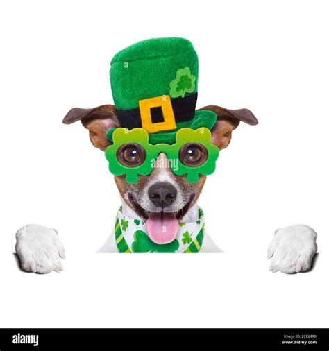 St Patricks Day Dog Stock Photo Alamy