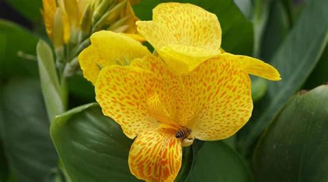 How To Overwinter Canna Lilies And Correctly Store The Bulbs