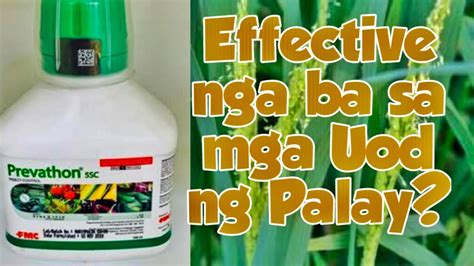 Epektibo Nga Ba Ang Prevathon Sa Mga Uod Ng Palay Paano Ito Gamitin