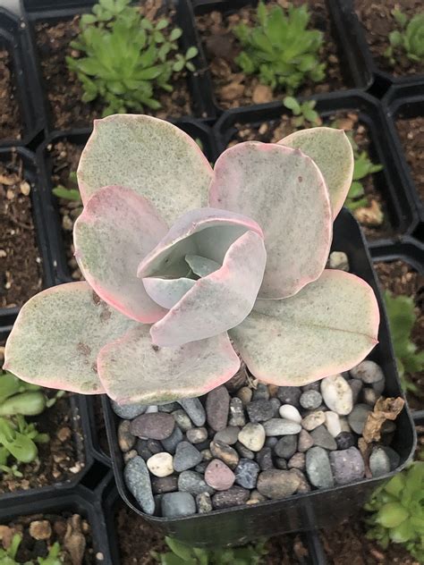 Echeveria Gibbiflora Decora Echeveria Plants Succulents