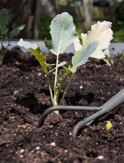 Care of the Vegetables in the Raised Bed Stock Photo - Image of harvest, plant: 262543638