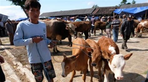 Tak Bisa Sembarangan Ini Aturan Pembagian Daging Kurban Di Idul Adha