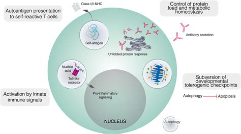 Frontiers B Cell Metabolism And Autophagy In Autoimmunity