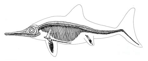 Ichthyosaurus Skeleton