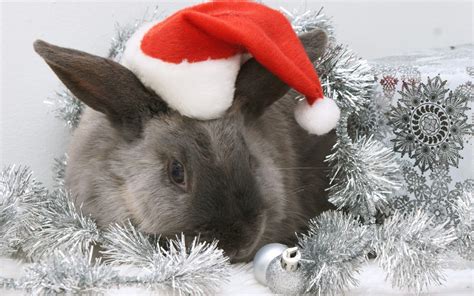 Christmas Bunny Wallpapers - Wallpaper Cave