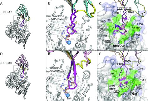 Jpu A5 And Jpu C10 Inhibit The Binding Of Snap25 To The β Exosite Of