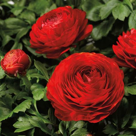 Ranunculus Asiaticus Magic Red Creeping Buttercup Garden Center