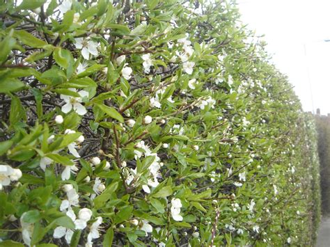 Buy Blackthorn Hedging Prunus Spinosa Hedge Plants Hopes Grove