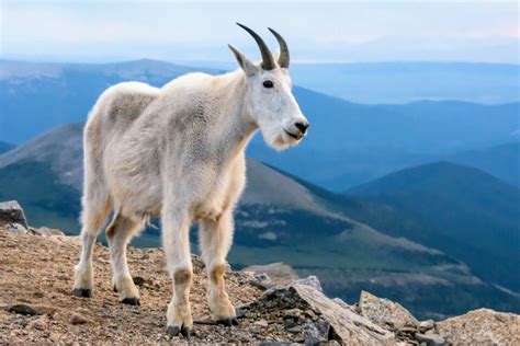 Snow Offers Mountain Goats Relief From Biting Insects •