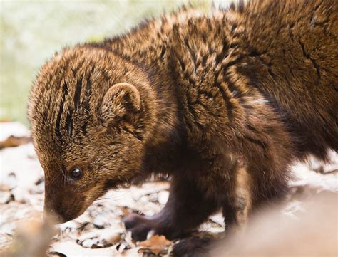 Fisher Cat Head