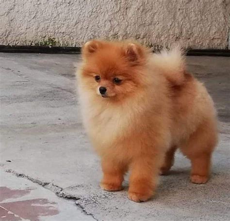 Sintético 91 Foto Precio De Perro Pomerania En Mexico Cena Hermosa