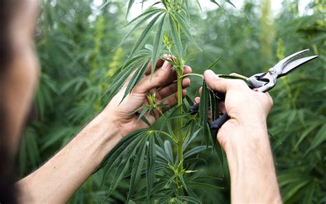 How To Harvest Hemp A Complete Guide Growing Magazine